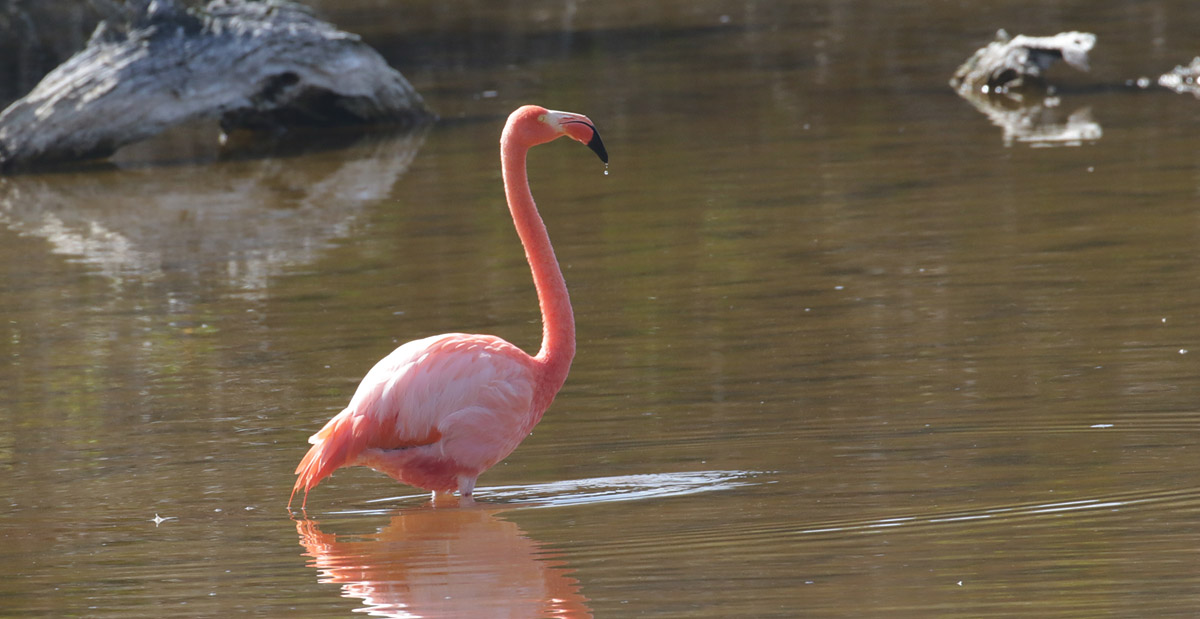 Flamingo